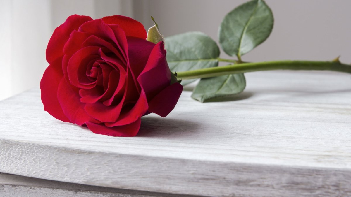 Розы на столе (75 фото)