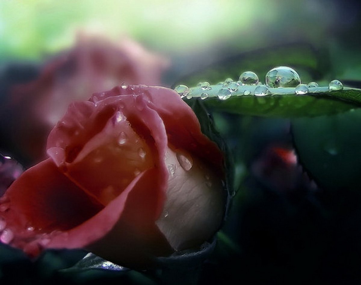 Плачущий цветок (82 фото)