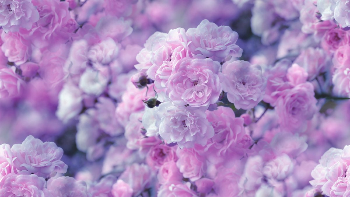 Красивые цветы обои на рабочий стол (77 фото)