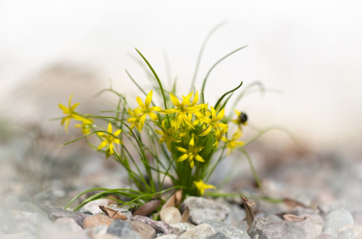 Мелкие желтые весенние цветы (66 фото)