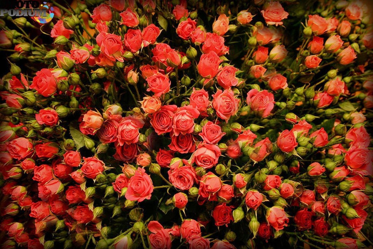 Кустарные розы (82 фото)