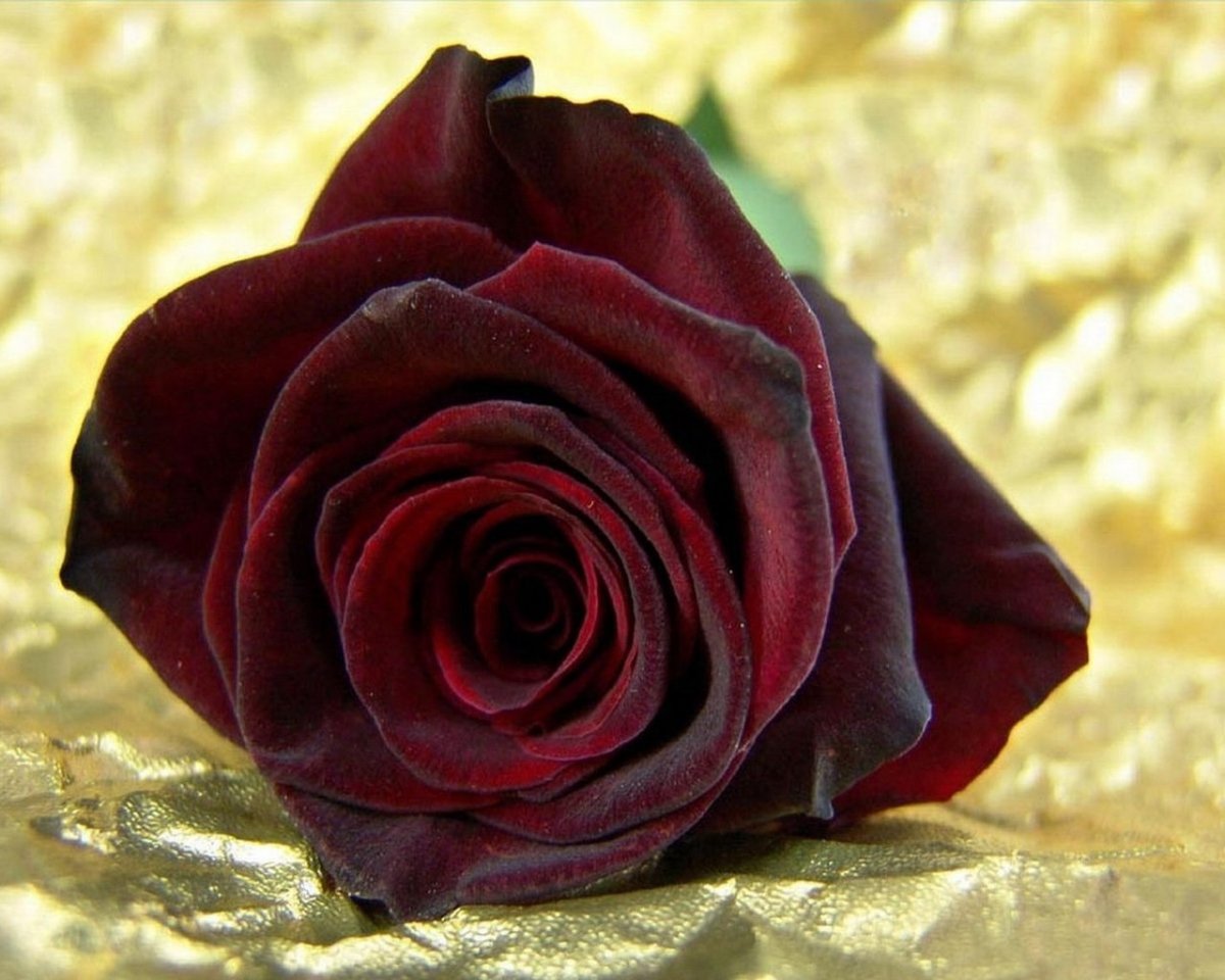 Темно бордовые розы (88 фото)