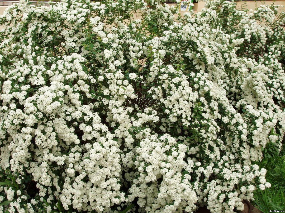 Цветущий кустарник с белыми цветами (74 фото)
