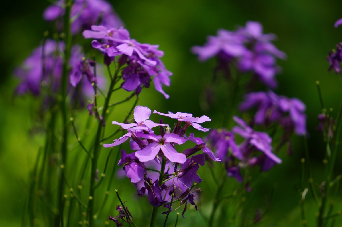 Фиолетовые лесные цветы (72 фото)