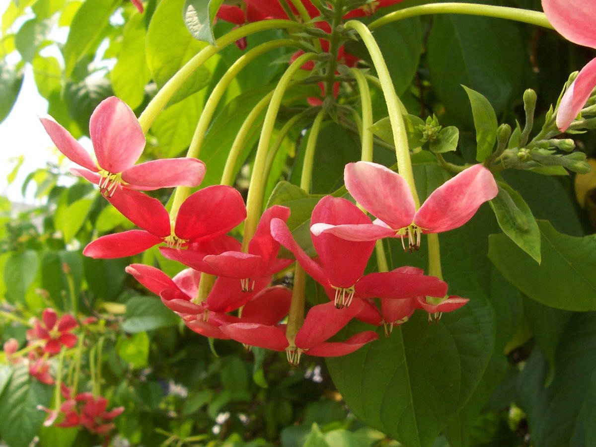 Индийский цветок (75 фото)