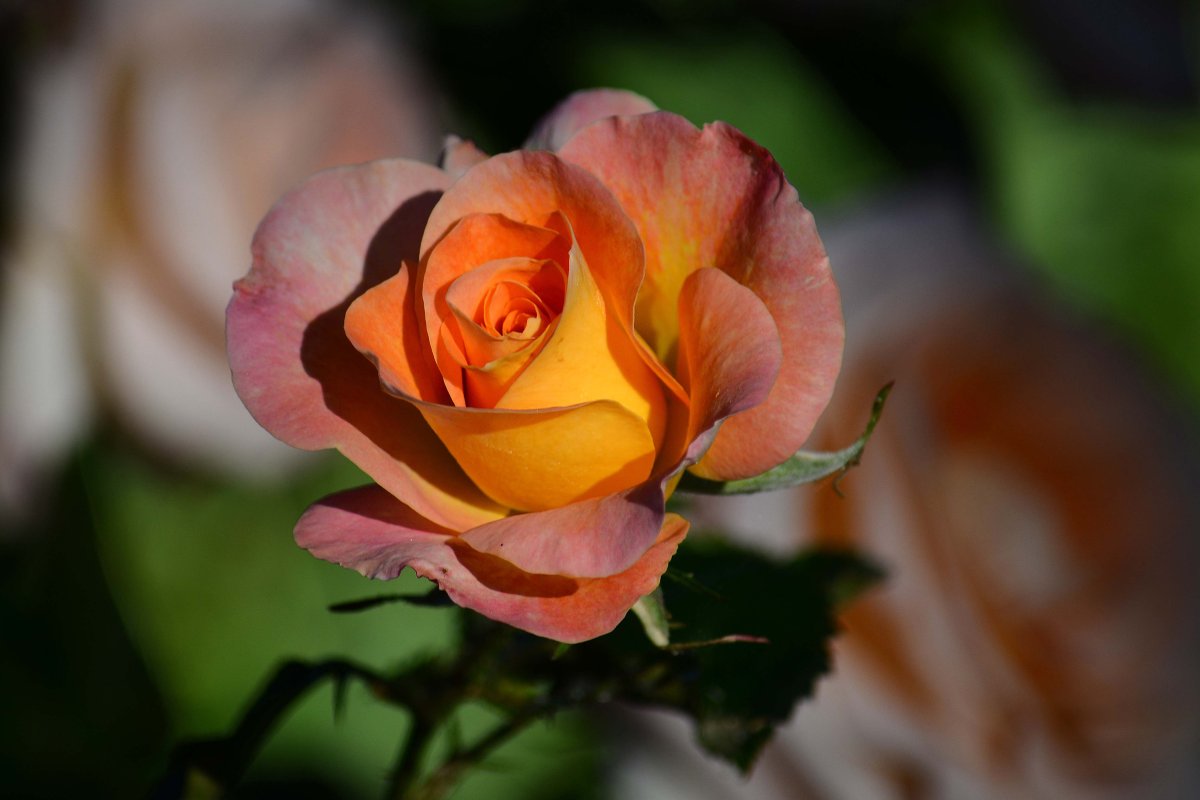 Розы оранжевого цвета (72 фото)