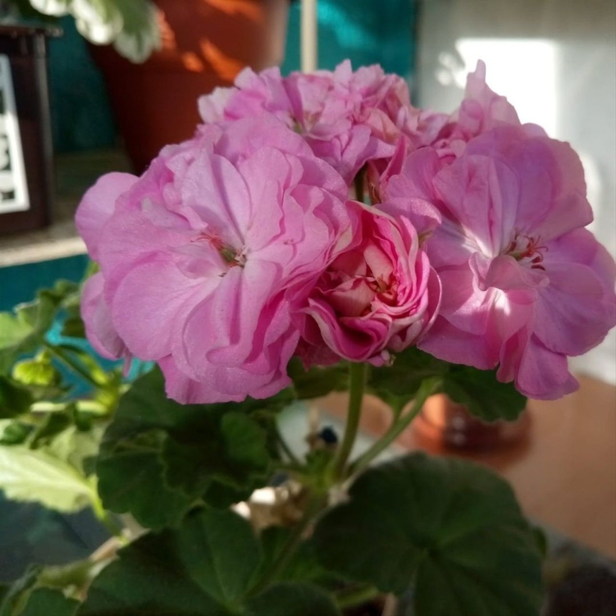 Пеларгония дикая роза (75 фото)
