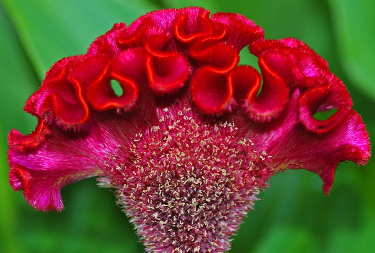 Цветы петушки гребешки (79 фото)