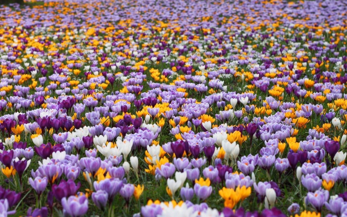 Поляна весенних цветов (57 фото)