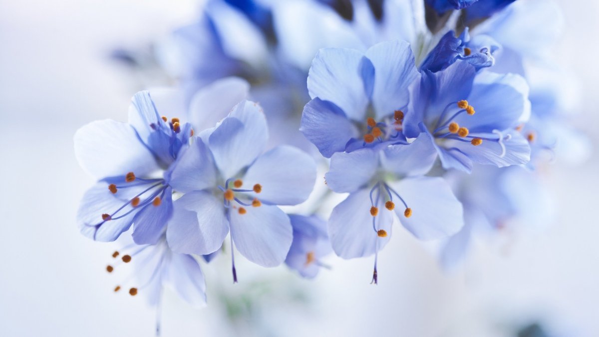 Красивые голубые цветы (80 фото)