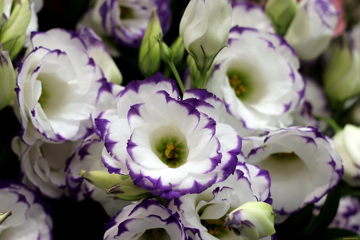 Цветы лизиантус (75 фото)