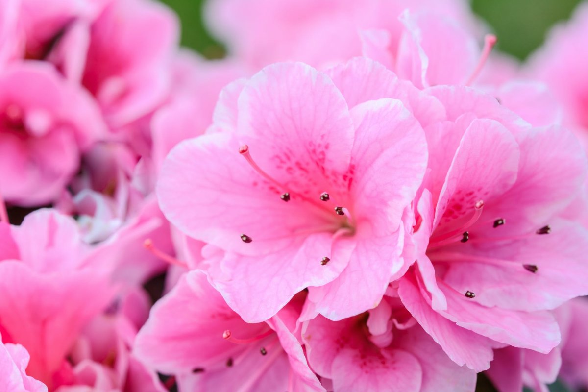 Цветы розового цвета (80 фото)