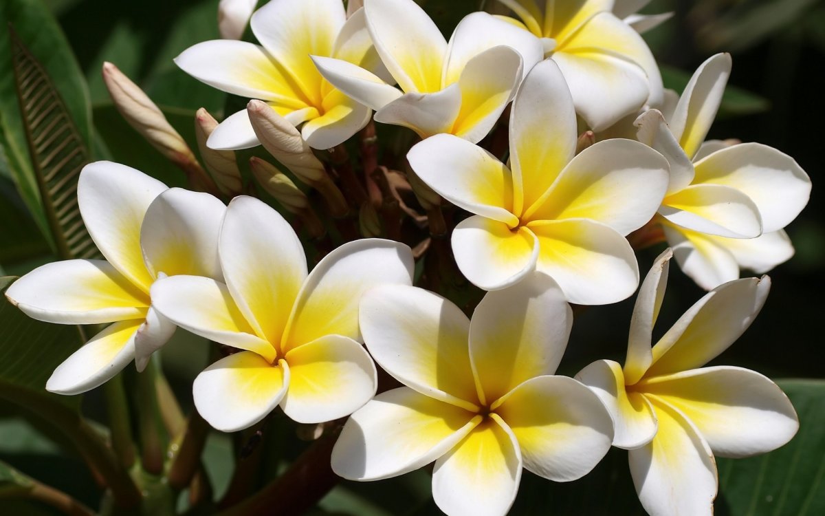 Цветы франжипани (84 фото)