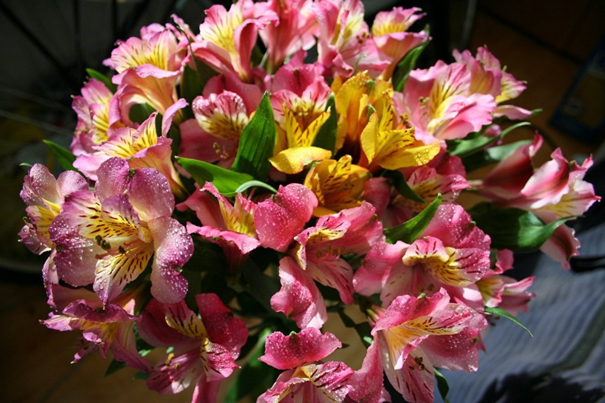 Цветы астролябия (69 фото)