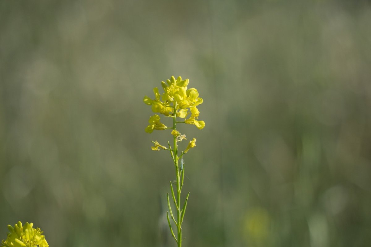 Желтый луговой цветок (67 фото)