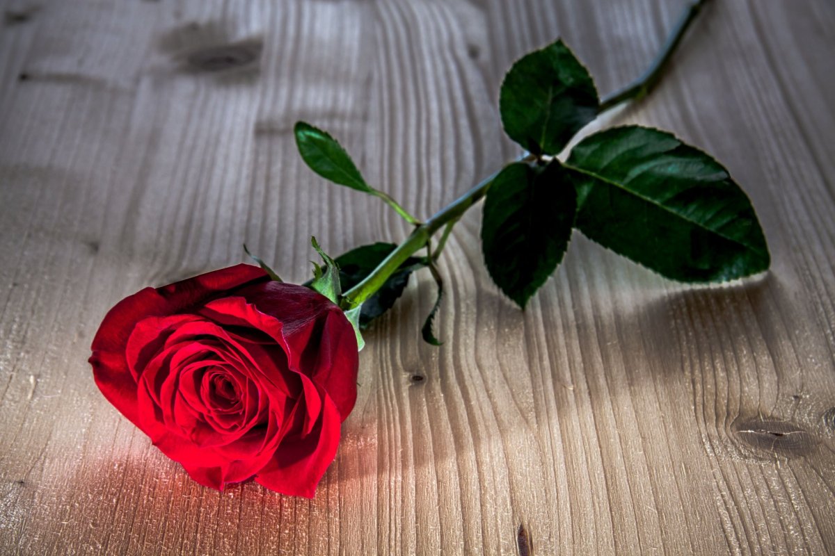 Одна красная роза (83 фото)