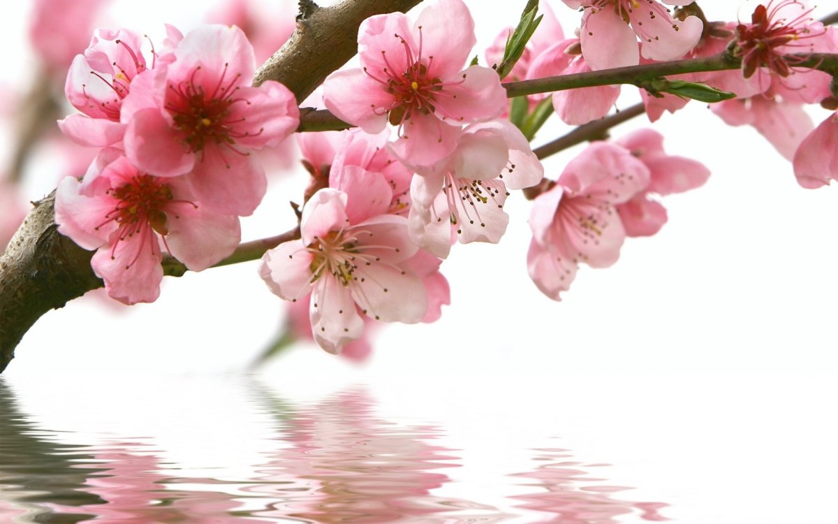 Цветы сакуры (75 фото)