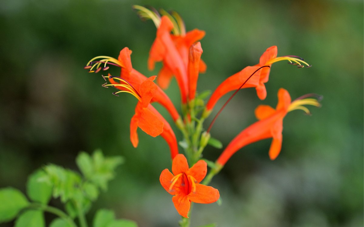Цветок с оранжевыми цветами (76 фото)
