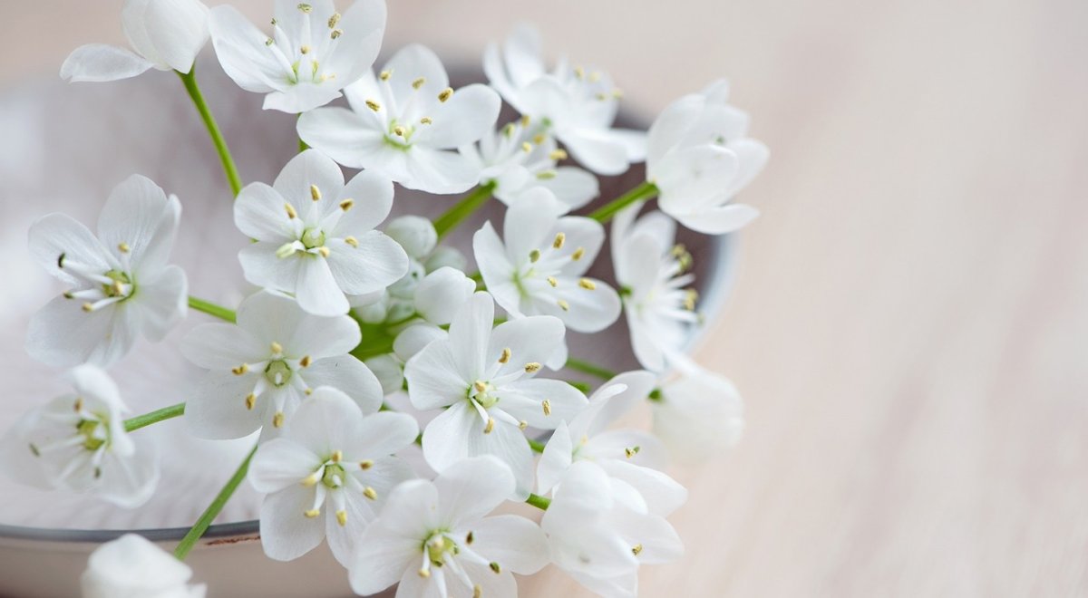 Маленькие белые весенние цветы (70 фото)