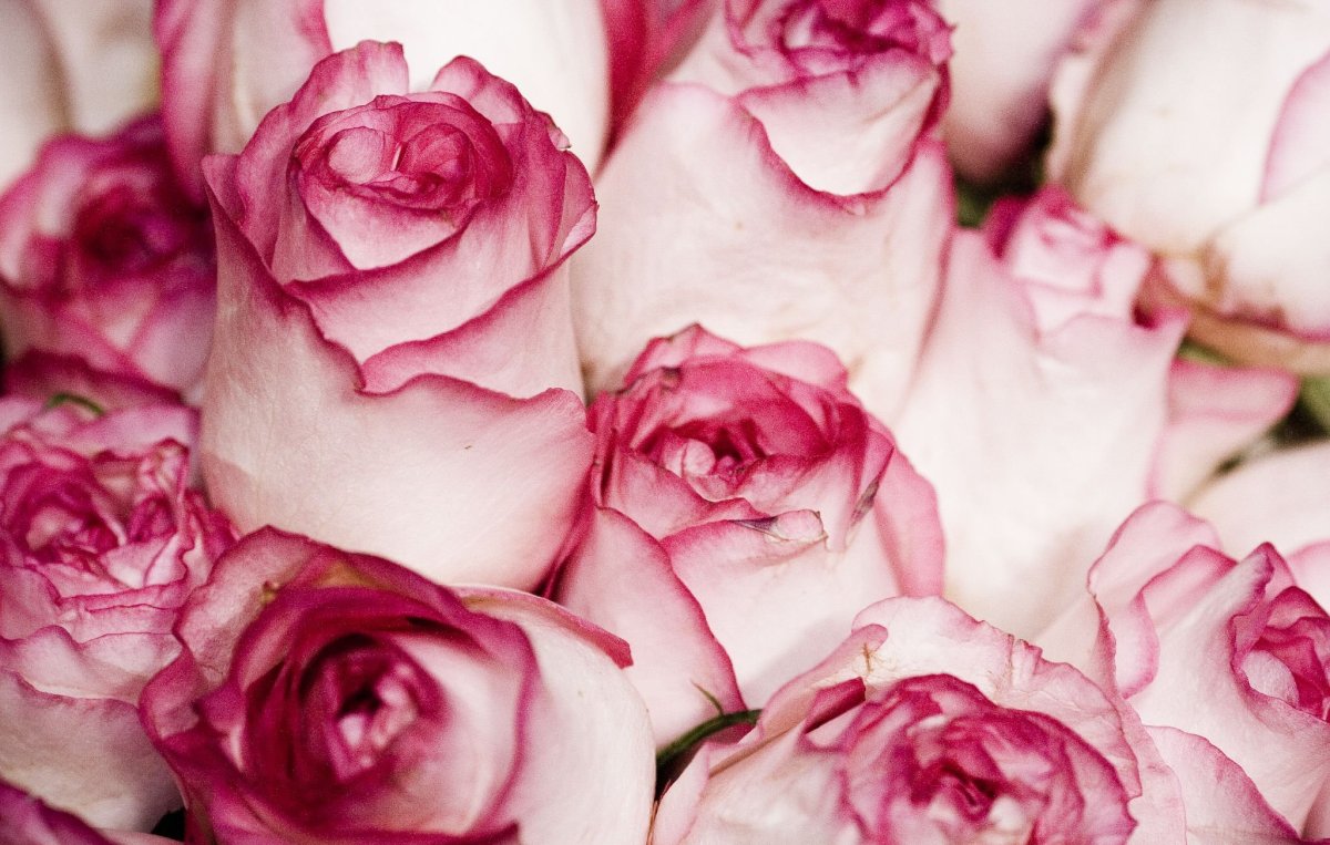 Белые розы с розовыми краями (84 фото)