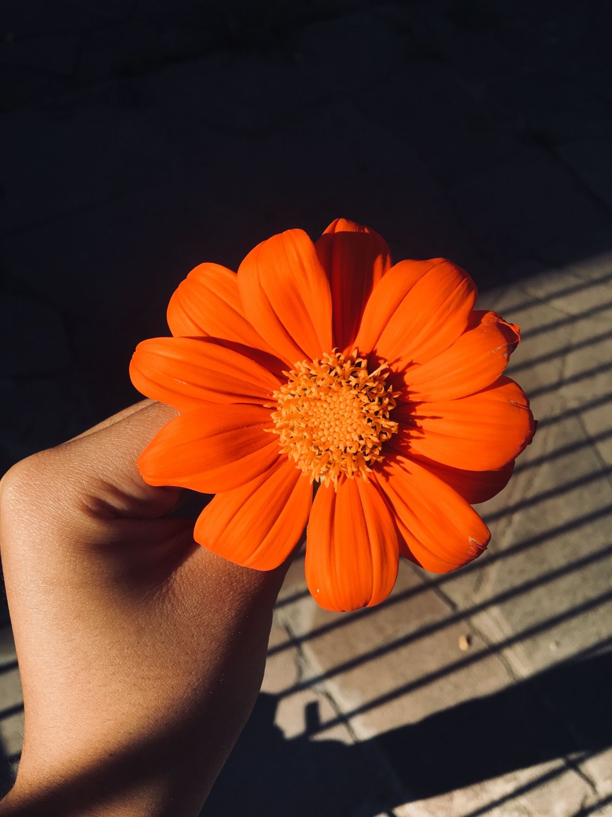 Оранжевый цветок (74 фото)