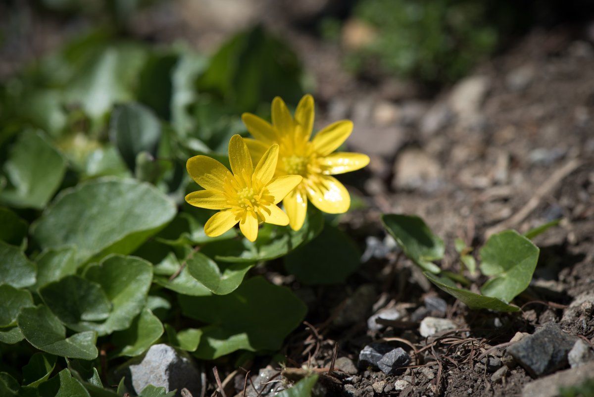Маленькие желтые цветы весной (73 фото)
