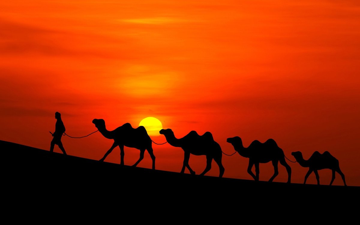 Караван верблюдов в пустыне (72 фото)