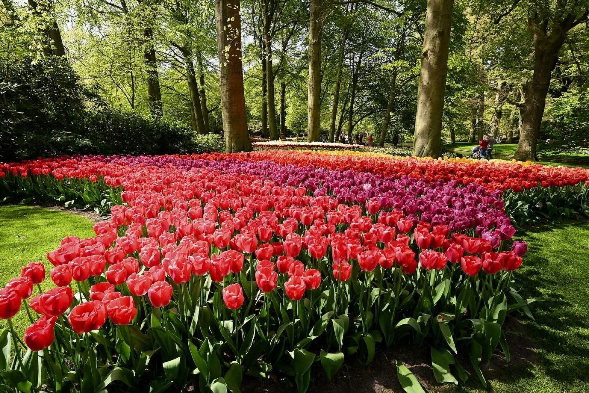 Парк тюльпанов в голландии (60 фото)