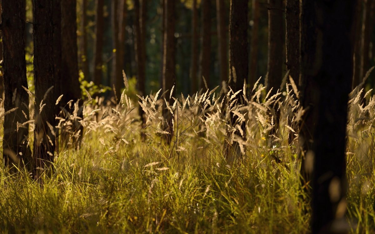 Трава в лесу (47 фото)