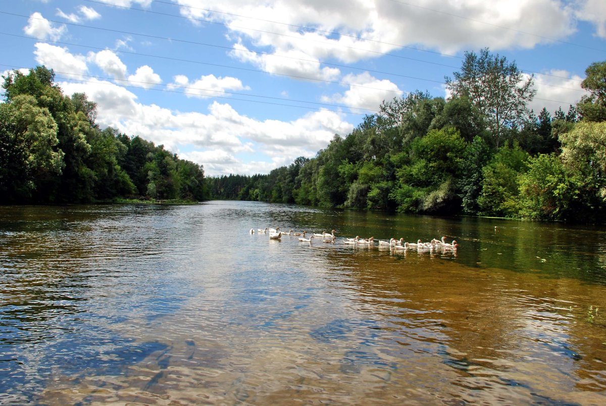 Река псел курская область (68 фото)