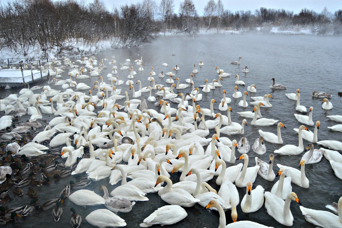 Лебединое озеро в алтайском крае (72 фото)
