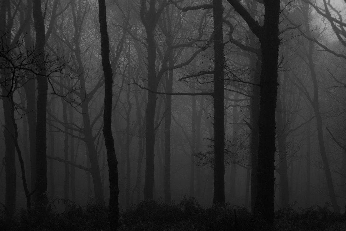 Темный мрачный лес (65 фото)