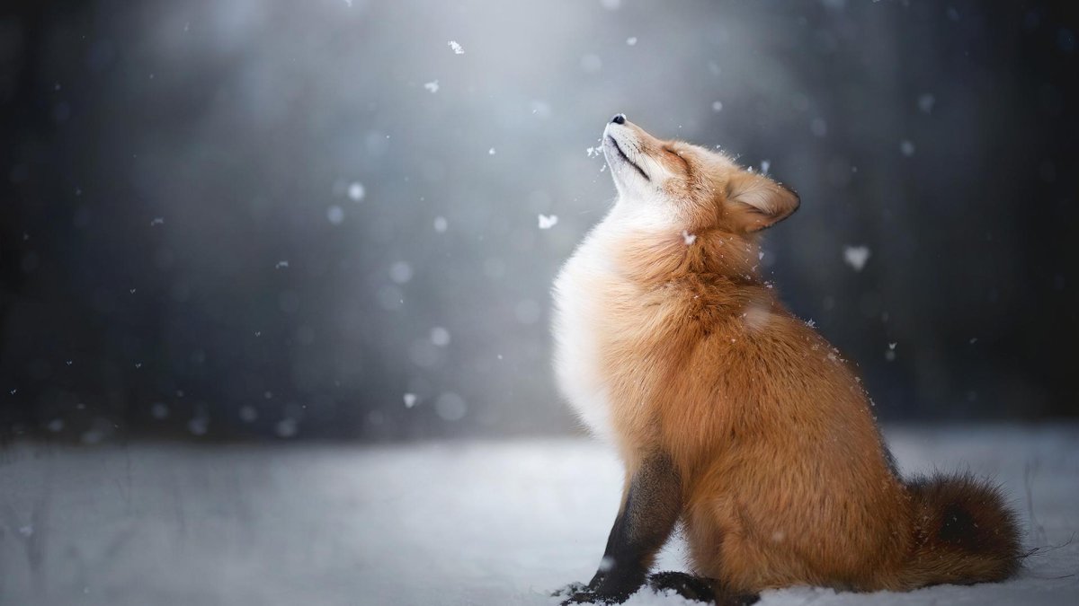 Лисичка зимой (62 фото)