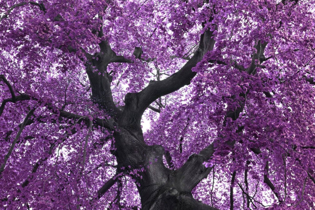 Деревья с фиолетовыми листьями (55 фото)