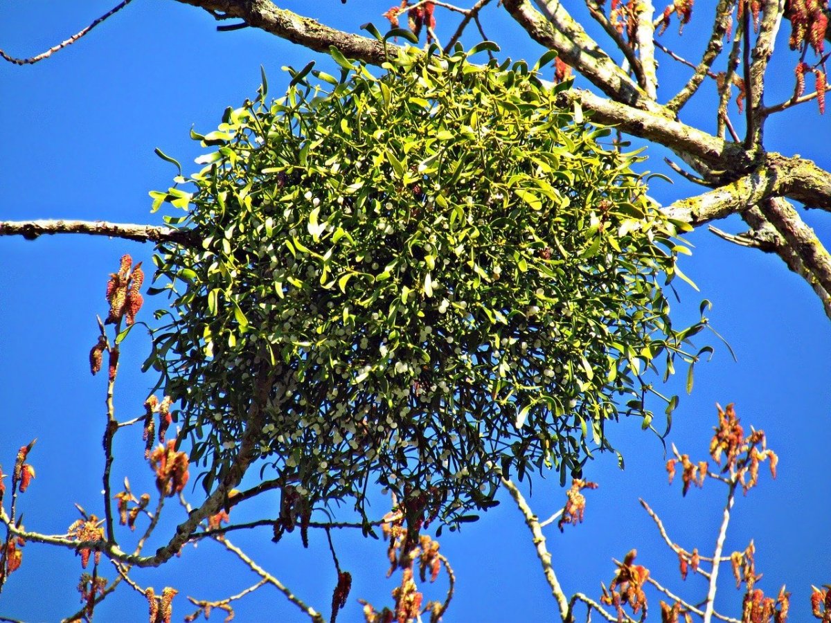 Растение паразит живущее на деревьях (57 фото)