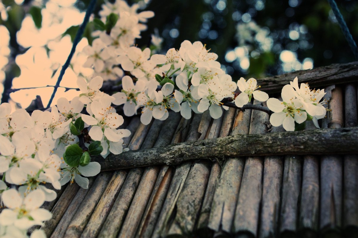 Цветущие деревья весной (57 фото)