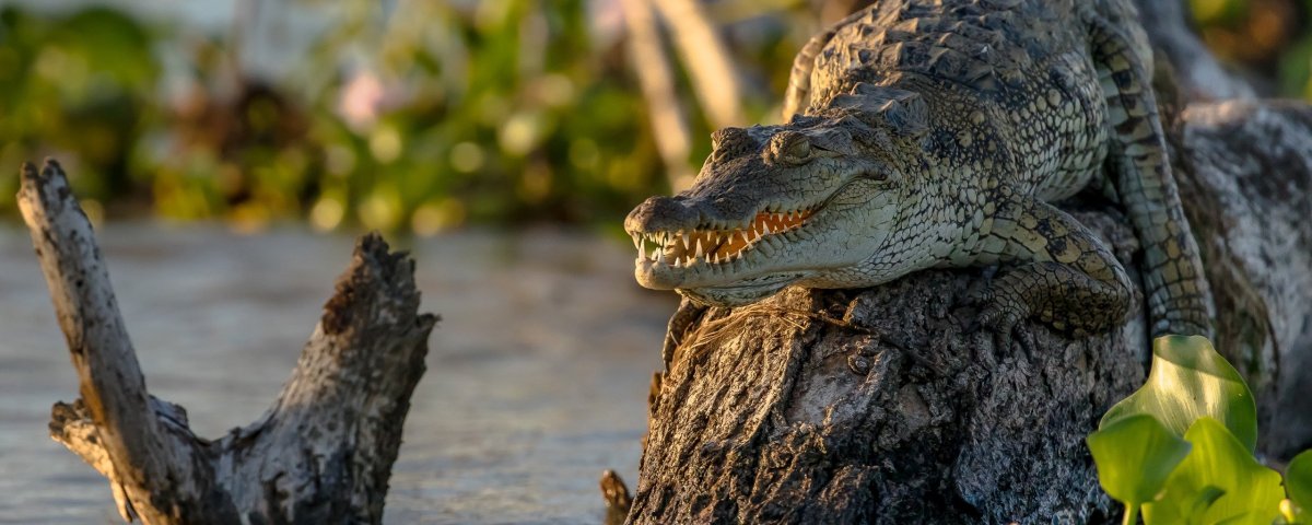 Остров крокодилов (65 фото)