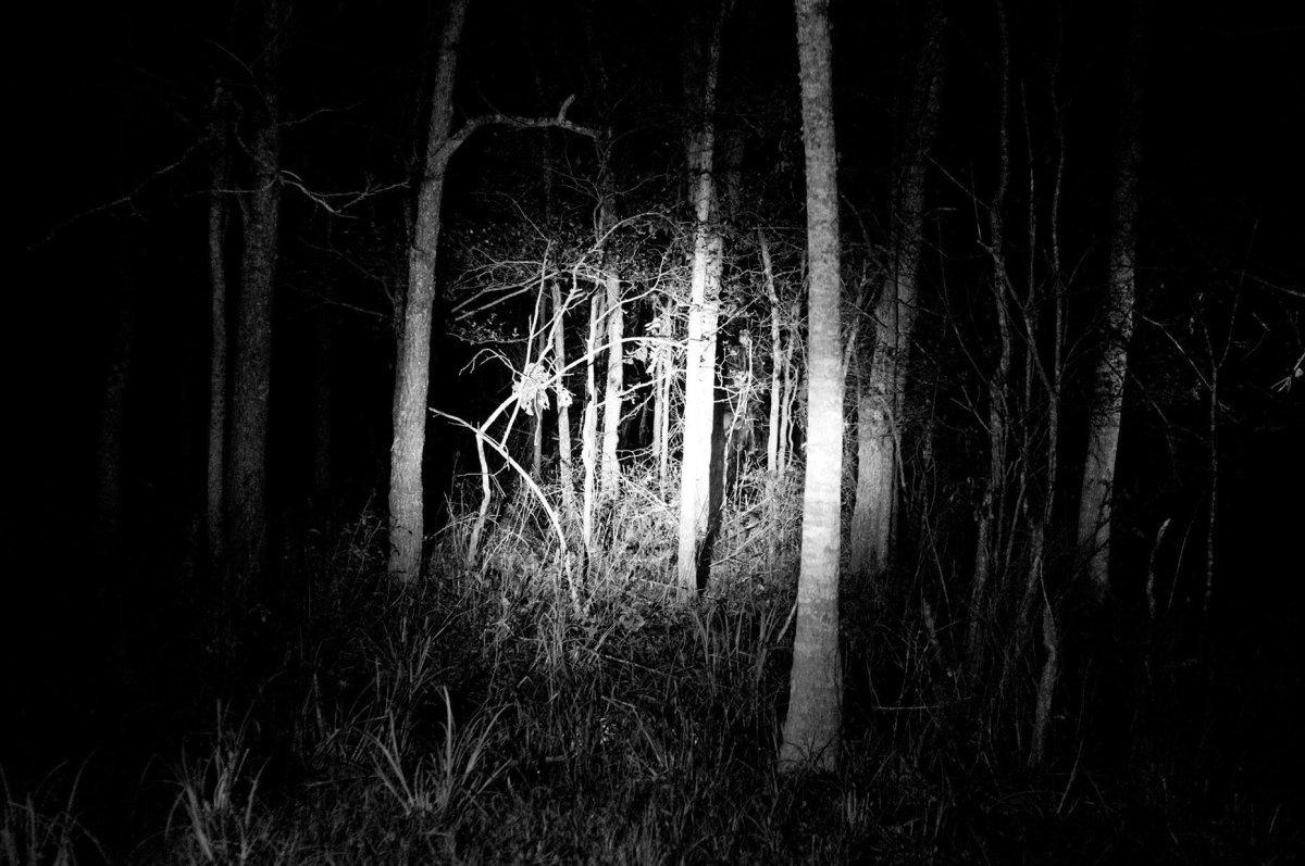 Темный лес ночью (66 фото)