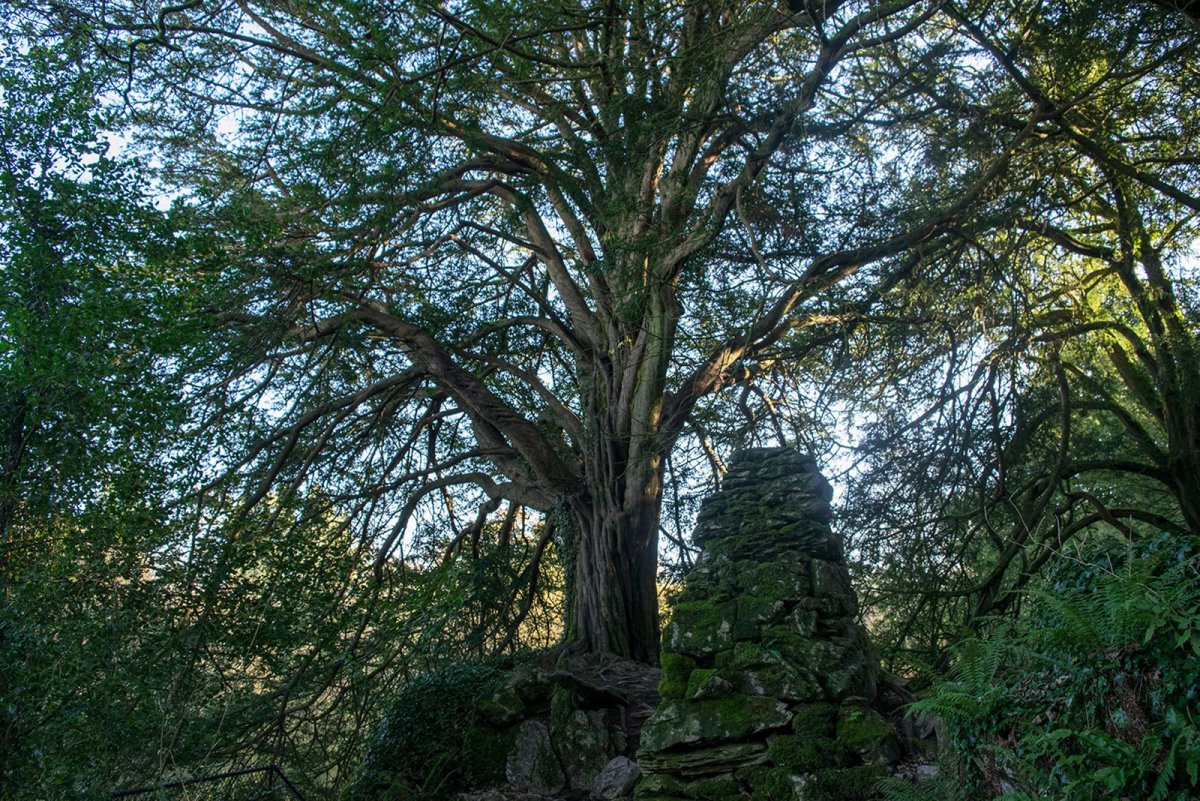 Тисовое дерево (58 фото)
