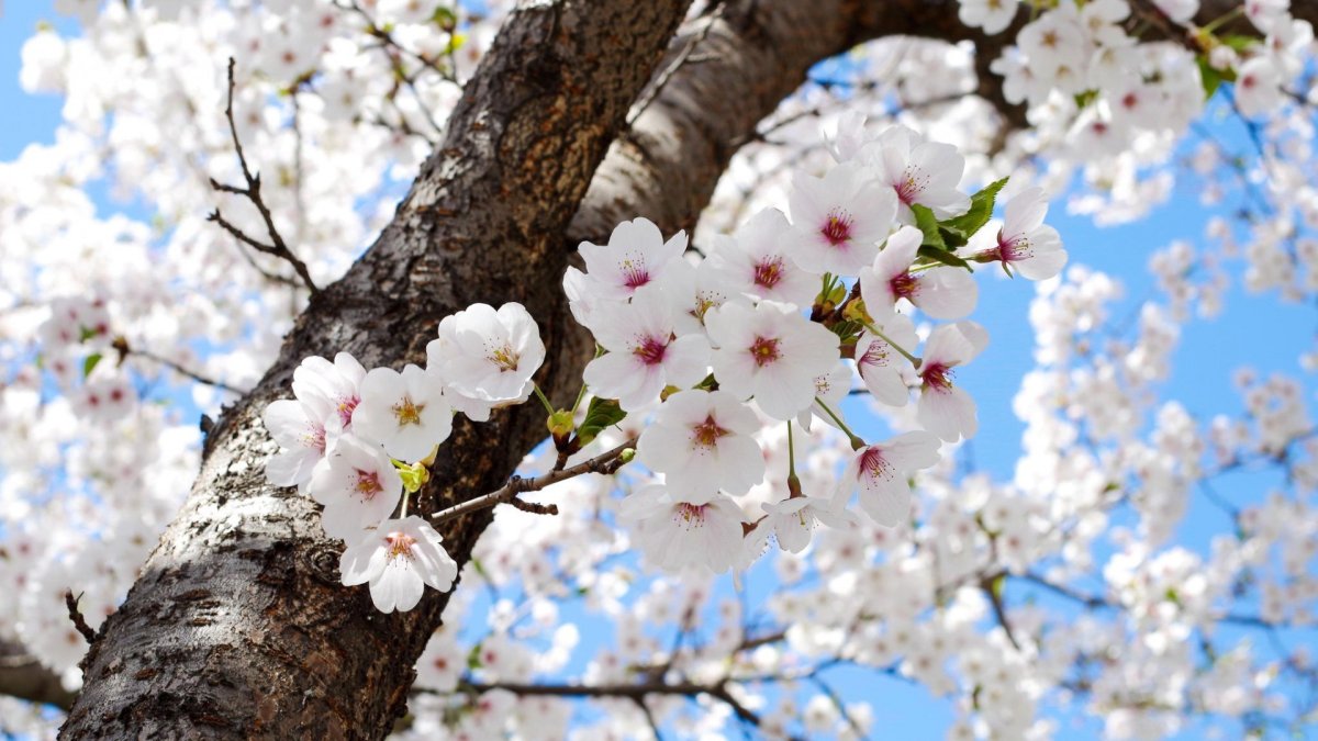 Цветение деревьев весной (56 фото)