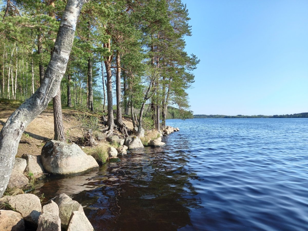 Озеро пионерское ленинградская область (66 фото)