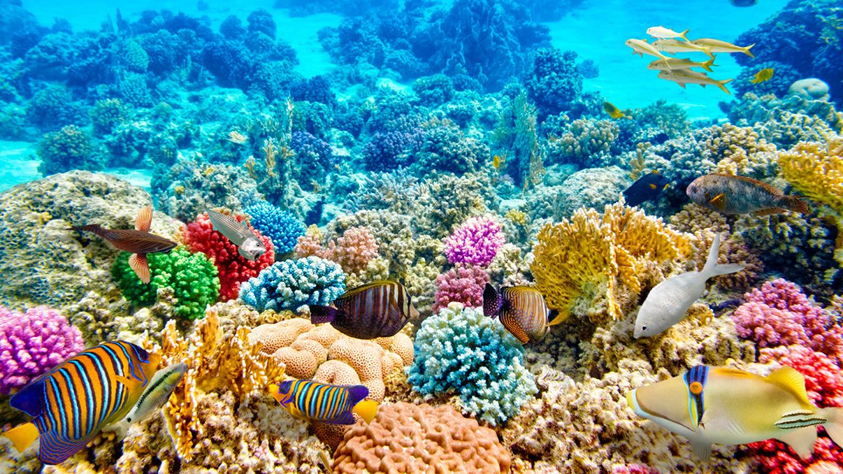 Коралловый риф (72 фото)