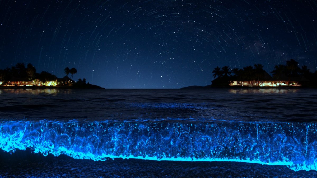 Светящийся планктон на мальдивах (82 фото)