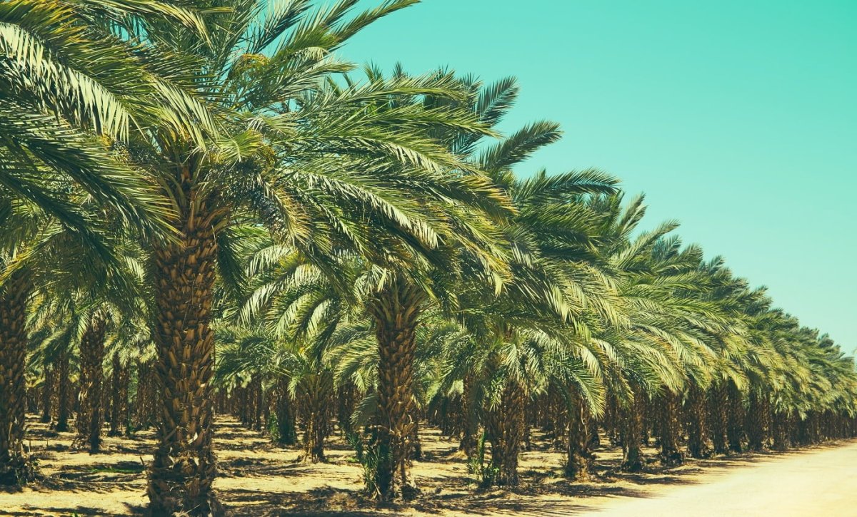 Финиковые пальмы (66 фото)