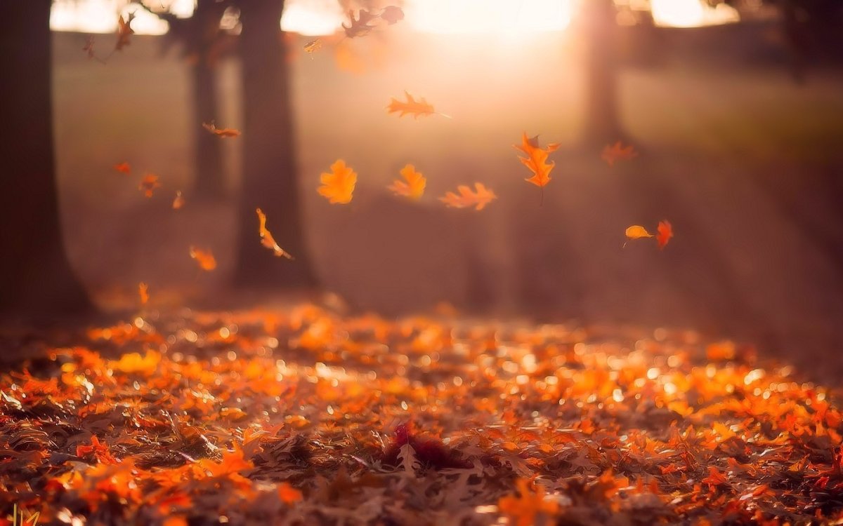 Осенняя атмосфера (73 фото)