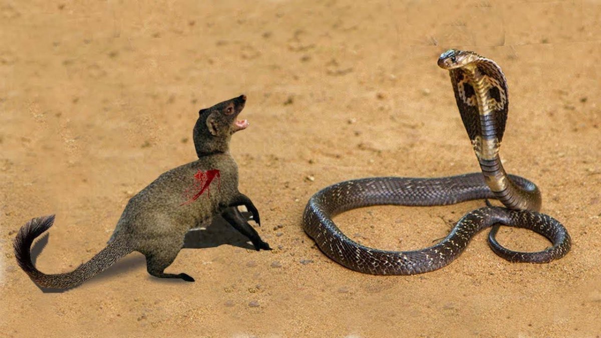 Мангуст и кобра (76 фото)