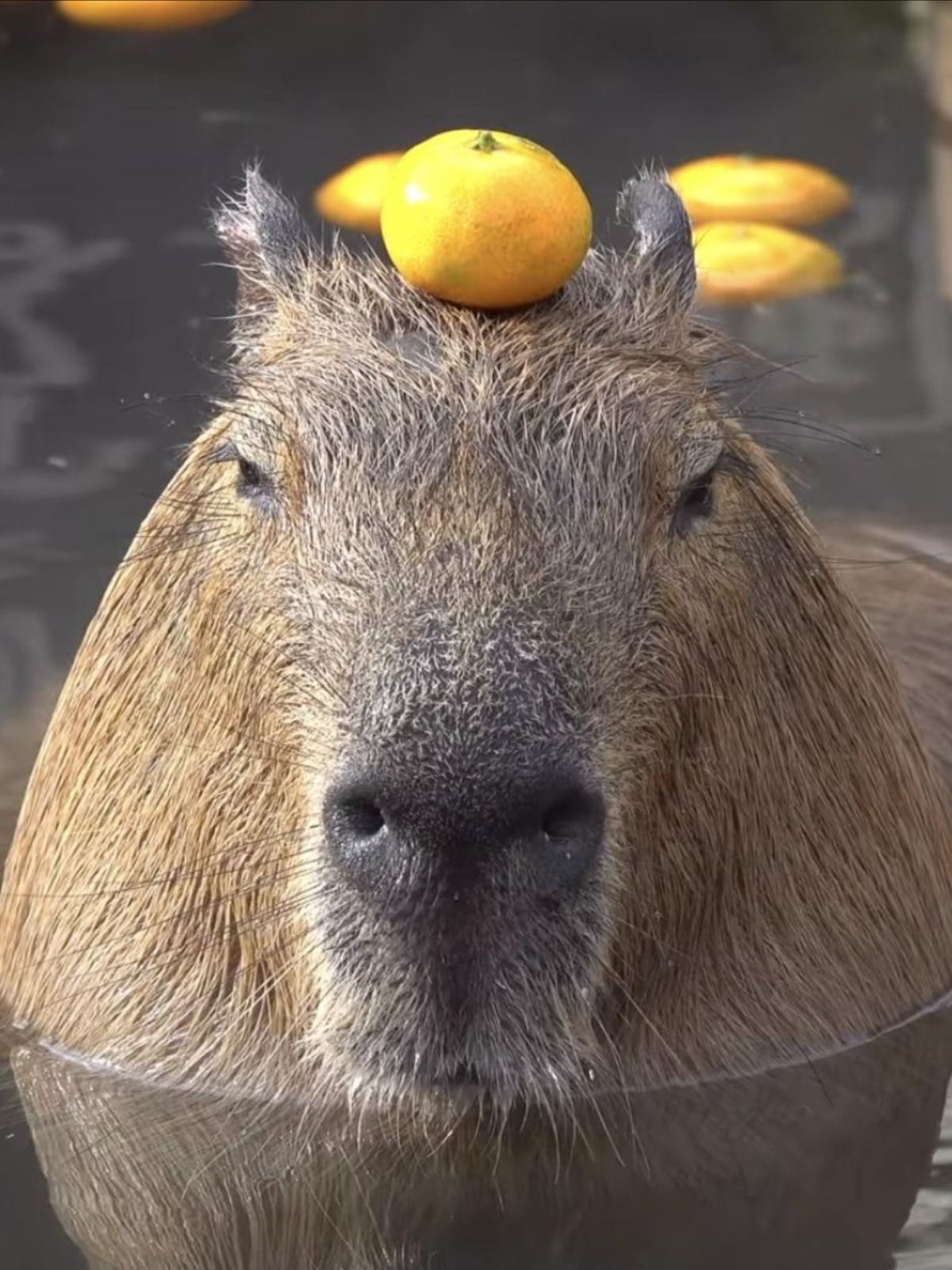 Капибара с апельсином на голове (71 фото)