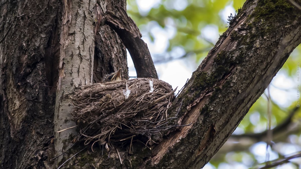 Гнездо дрозда (70 фото)