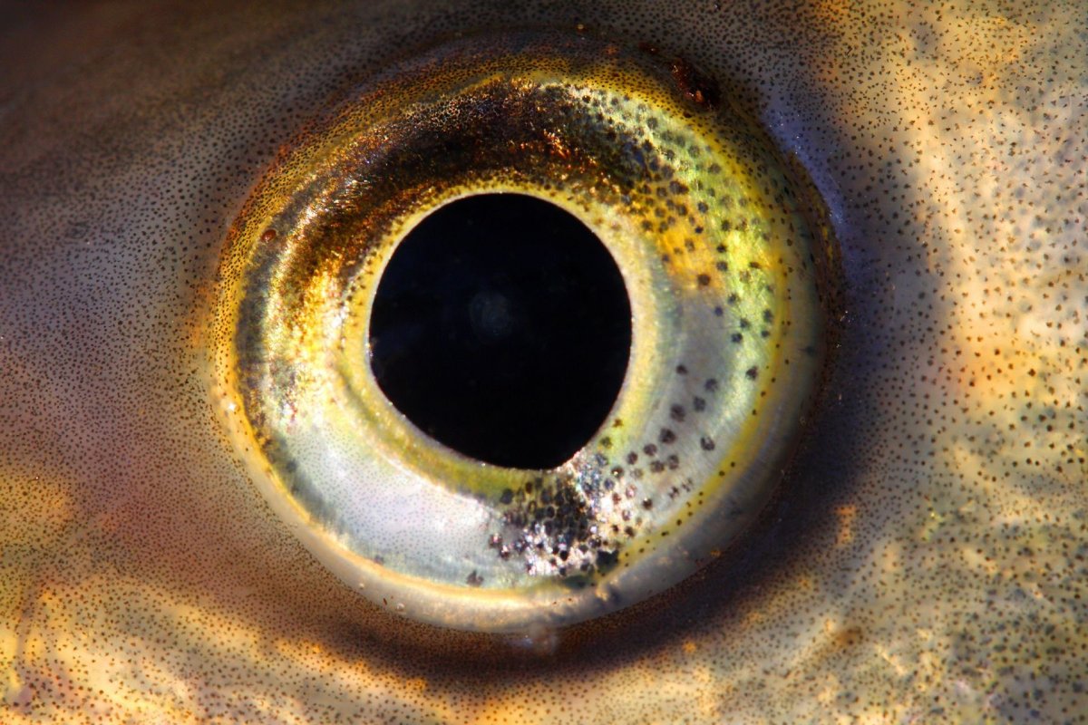Рыбьи глаза (74 фото)