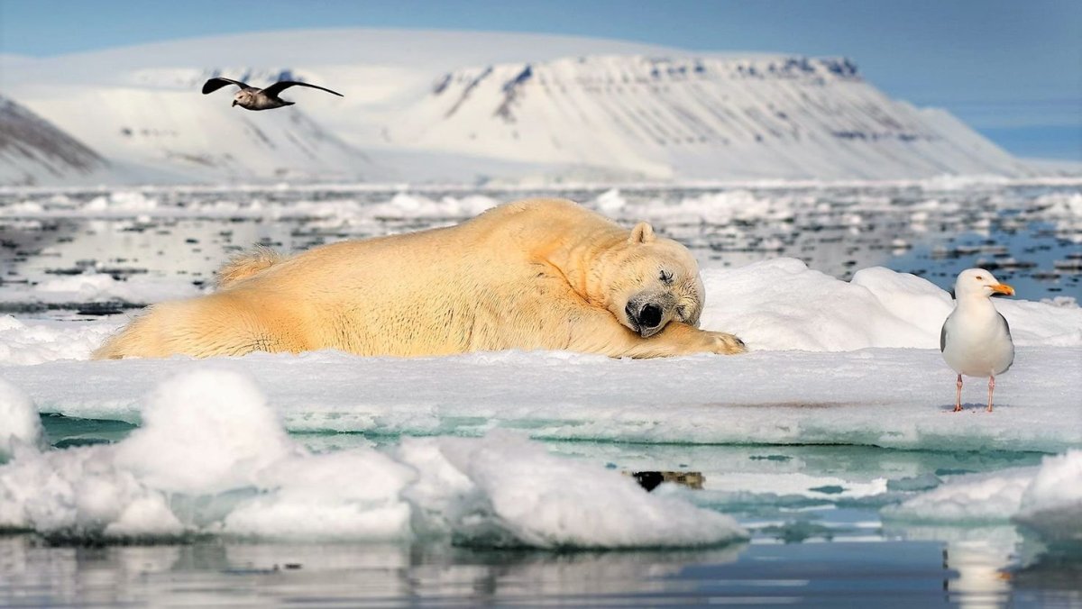 Обитатели антарктиды (75 фото)